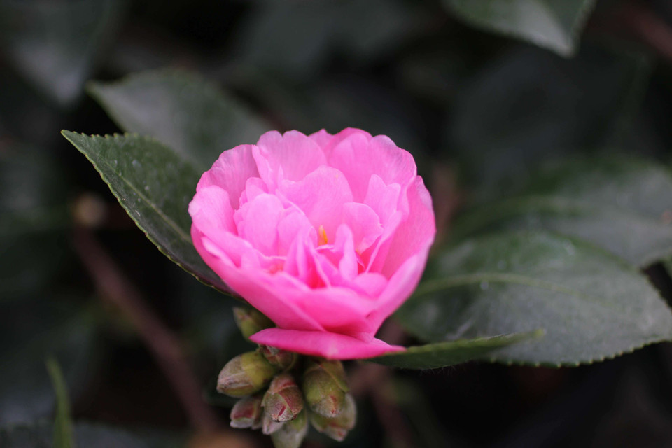 Camellia sasanqua (Pink) Devil Mountain Wholesale Nursery
